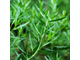 Эстрагон, Тархун (Artemisia dracunculus) Франция, 5 мл - 100% натуральное эфирное масло
