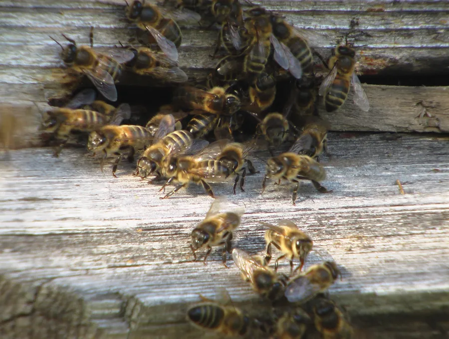 Глазуновские старатели