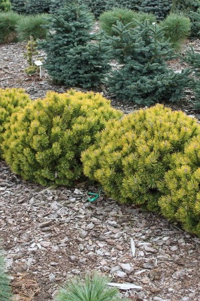 Сосна горная Ophir