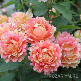 Роза Роз де Цистерсьен (Rose des Cisterciens)