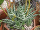 Aloe variegata