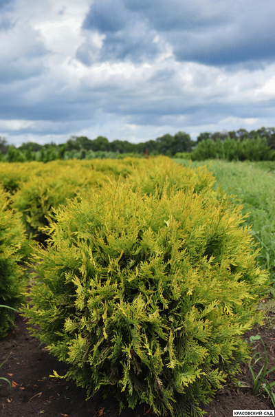 Туя Голден Глоб - Golden Globe