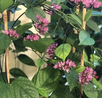 Clerodendrum Splendens / Клеродендрум блестящий (красные цветки)