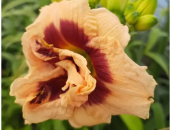 лилейник "Ю Энжел Ю"