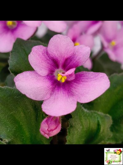 LV-Звезда в Ночи (Л. Шевелева) 2025 г. трейлер (клакамасный лонг)