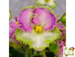 ВаТ-Синичка (Т. Валькова) 2017 г. (лист посажен 05.11.25)