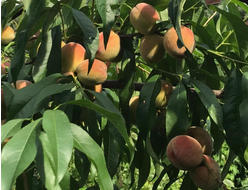 Абрикос, Персик
