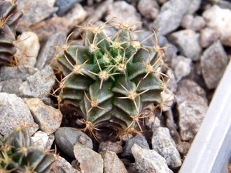 Gymnocalycium mihanovichii VoS-26 (D=18-22мм)