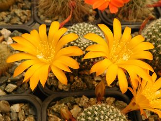 Rebutia krainziana v.aureiflora - 5 семян