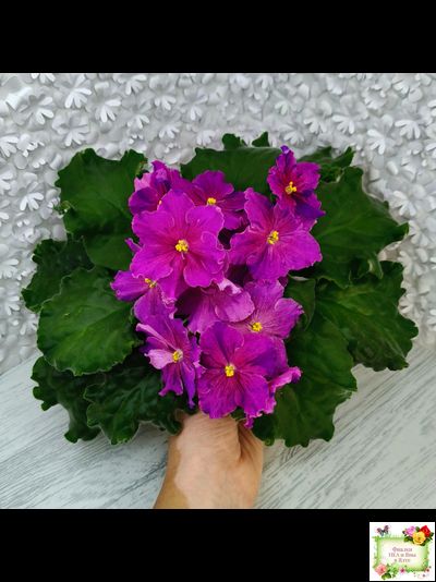 Dn-Cherchez la Femme (Д. Денисенко) 2020 г.