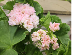 Пеларгония Xiao-Yao - Персиковый Рулет