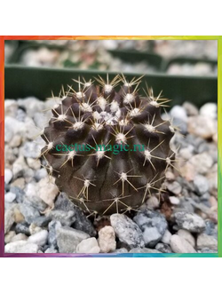 Neochilenia carrizalensis HJ 104a