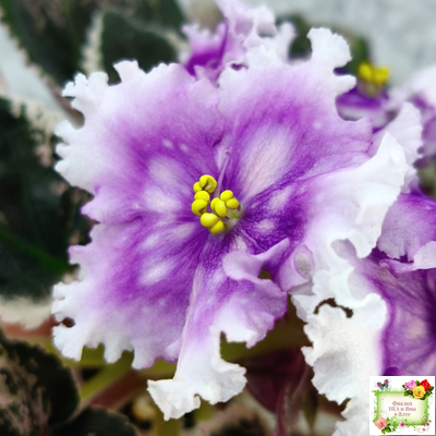 Dn-Дух Різдва (Д. Денисенко) 2020 г.