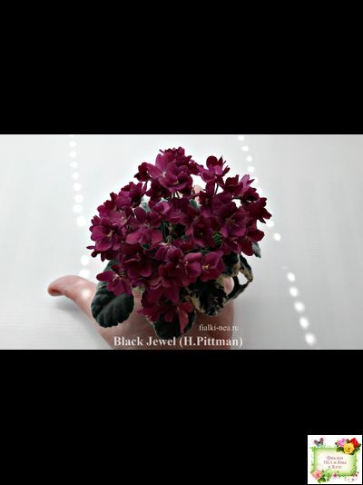 Black Jewel (H.Pittman) 02/14/04