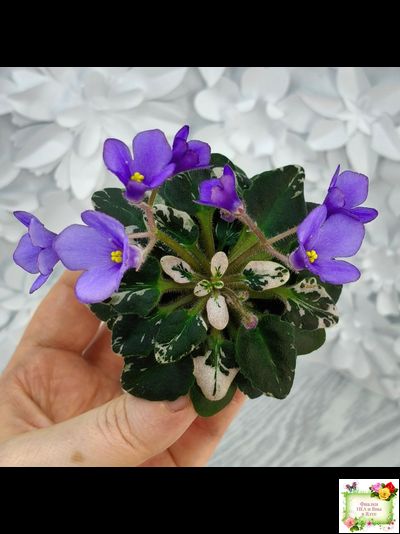 Н-Синий Лён (Н. Бердникова) 2015 г. трейлер