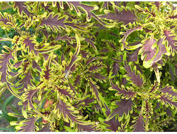 Колеус Хохлома