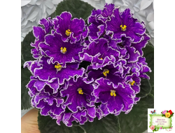 АВ-Просто Космос (Фиалковод) 2019 г.