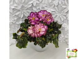 ЛЕ-Пряная Корица (Е. Лебецкая) 2020 г.