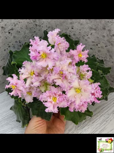 ЕК-Линжери (Е. Коршунова) 2021 г.