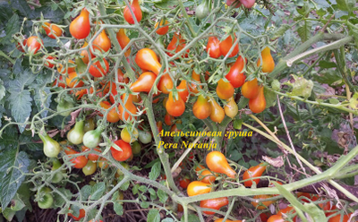 Томат  Груша апельсиновая (Pera Naranja, Груша оранжевая)