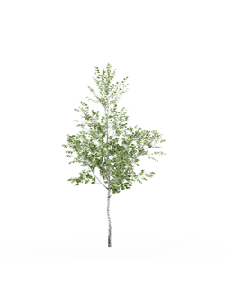 лиственные Береза 024_v3