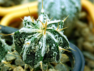 Astrophytum  ornatum  Hannya JAPAN  (D=30 mm)