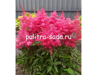 Астильба Файрберри