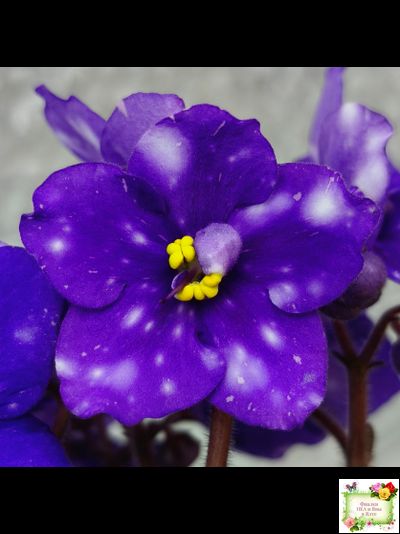 Rivermist Heavenly (J. Baker) (10985) NEW 05/21/2018