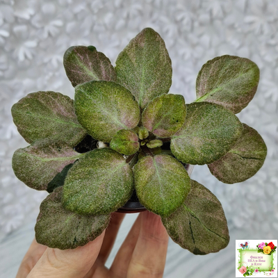 ОЗ-Viola-Tesoro (О. Завадська) листовая химера