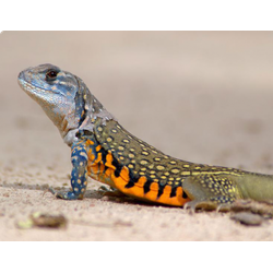 Агама-бабочка обыкновенная (Leiolepis belliana)