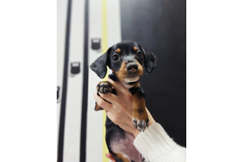 Вакцинация и чипирование