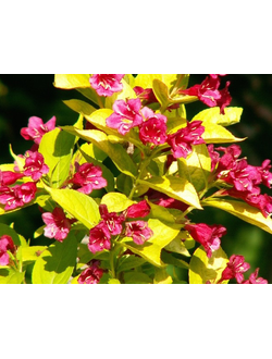 Вейгела Aurea