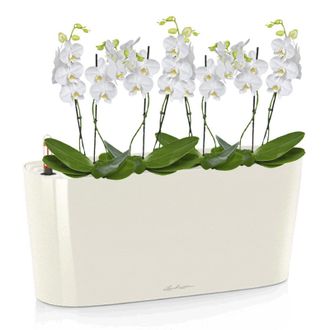 Орхидея Фаленопсис мини + DELTA 20