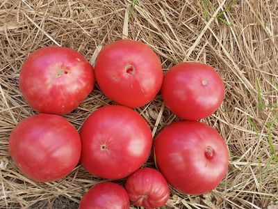 Томат Лидия Боровая