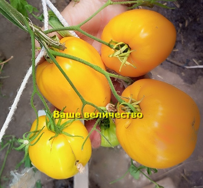 Томат Ваше величество