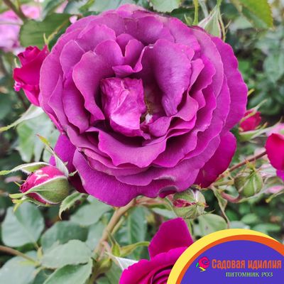 Парфюм де Рев (Parfum de Reve)