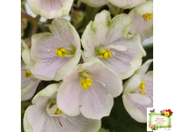 Н-Подснежник (Н. Бердникова)