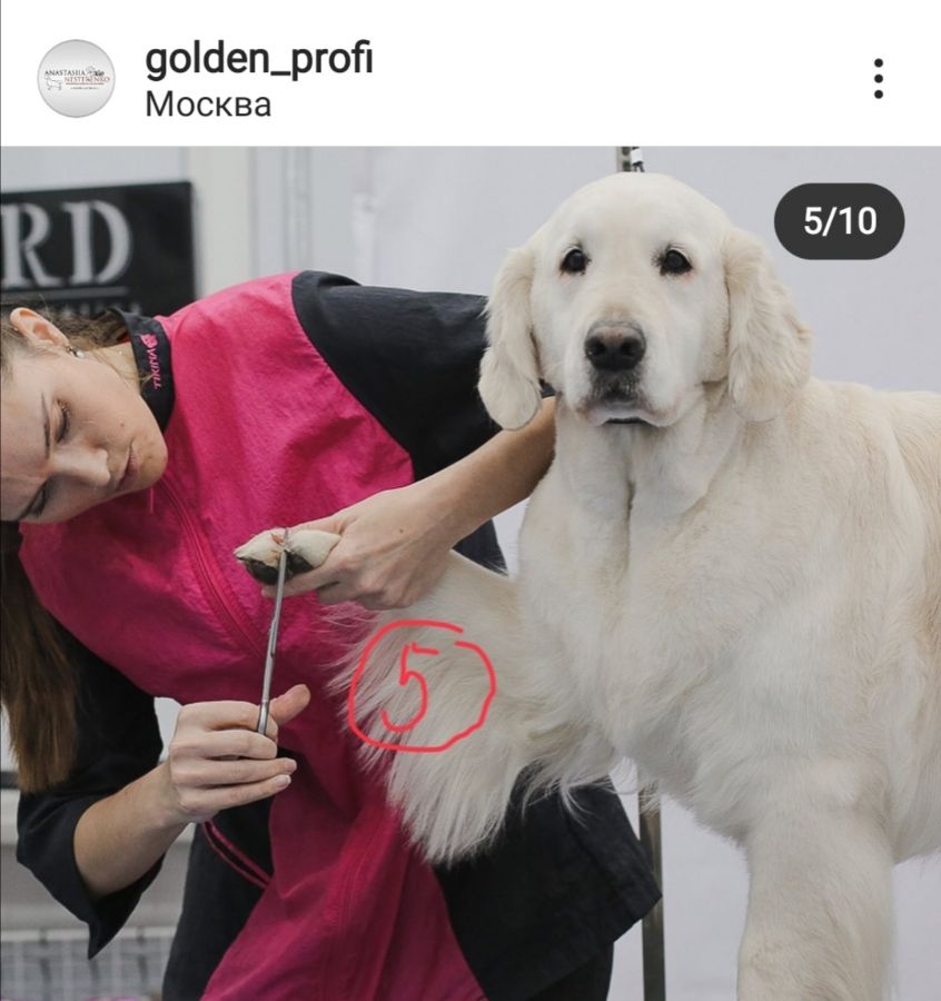 Стрижка передних лап - этап 5