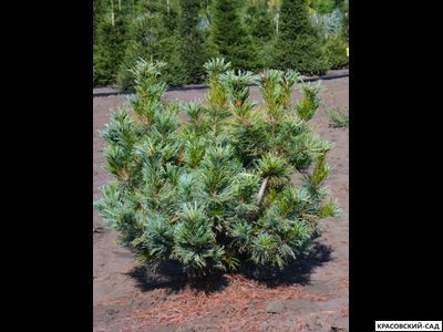 Сосна кедровая Блю Мопс - Blue Mops