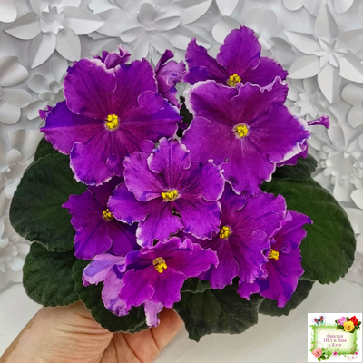 Dn-Cherchez la Femme (Д. Денисенко) 2020 г.