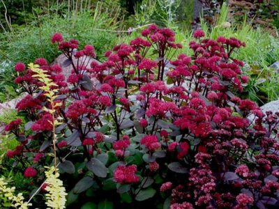 Очиток Ред Каули (Red Cauli)