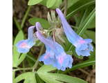 Хохлатка(Corydalis spp)