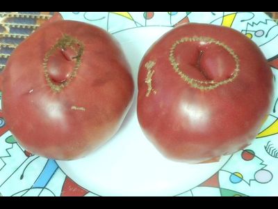 Томат Малиновый мишка