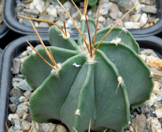 Astrophytum senile v.aureum (D=50мм)