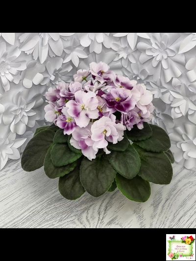 Mac's Southern Springtime (G.McDonald) (лист посажен 29.01.26)