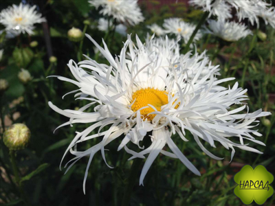 НИВЯНИК "КРЕЙЗИ ДЕЙЗИ"