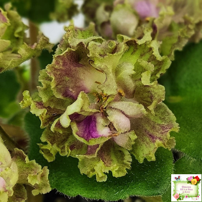 Allegro Pink Pistachio (J.Stromborg) (10765) 06/25/2015