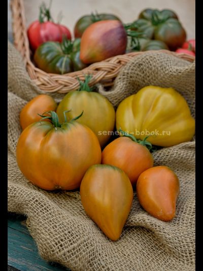 Томат Severe Melon (Суровая Дыня немцев Поволжья), 10 шт