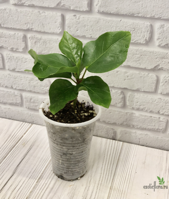 Гибискус NMMA Dracula's Fiancee