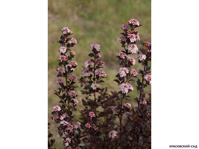 Пузыреплодник калинолистный Тайни Вайн